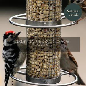 Modest Evening Forest