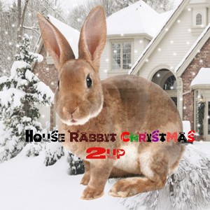 House Rabbit Christmas