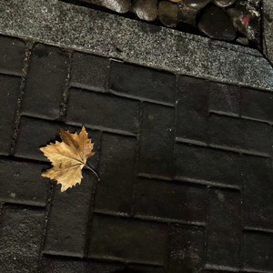 秋天里的梧桐叶