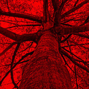 Árbol Rojo