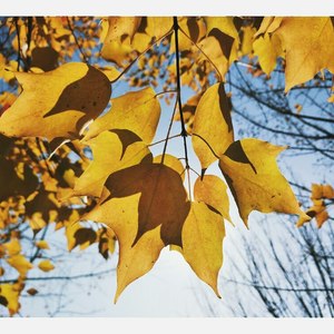 秋成落叶叶成思