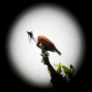 The Three-Wattled Bellbird