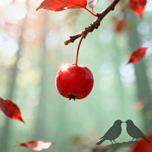 红山果 你也偷偷地望着我 (DJ版)