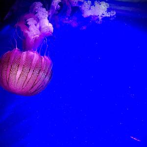 Serenity of the Forest / Morning Dew Drops