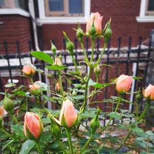 温情 (大提琴DJ)