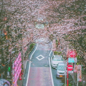 Cherry Blossom Path