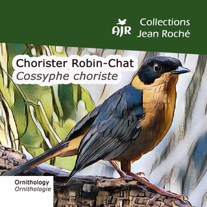 Chorister Robin-Chat-Cossyphe choriste-Cossypha dichroa (Ornithology-Ornthologie)