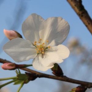 樱花漫舞