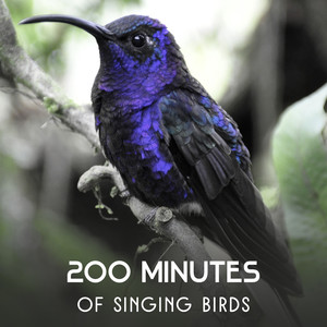 200 Minutes of Singing Birds – Best Nature Sounds for Relaxation, Calming Music from Garden & Forest, Reach Peace of Mind, Stress Relief