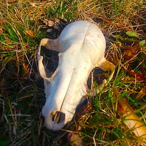 Moving Like The Nile (feat. bleeed) (Explicit)