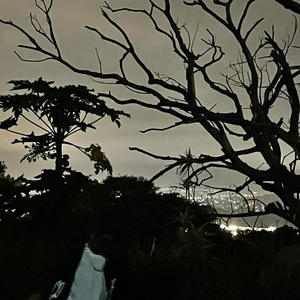 like a bird (Explicit)