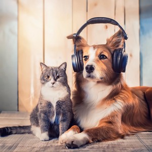 Pet Harmony: Calming Melodies for Companion Animals