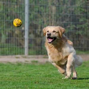 ***** Go Fetch!(feat. Tyy!) (Explicit)