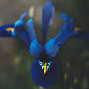 Blue Iris