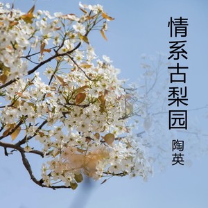 情系古梨园（陶英花腔女高音独唱专辑）