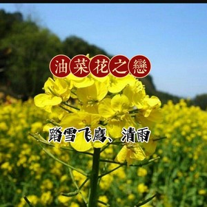 油菜花之恋