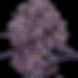 Familia (feat. Olivosanjo) (Explicit)