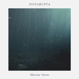 Marine Snow