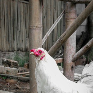 Ayam jago jangan di adu