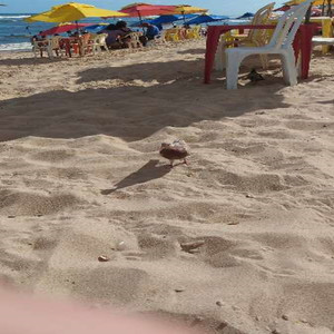 amor me da o seu cuzinho (Explicit)