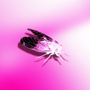 Dolce Vita (Sevenbeatz Remix)