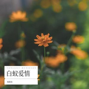 白蚁爱情 (Live)封面