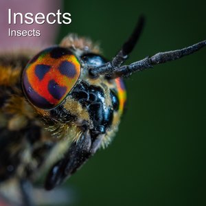 Insects (Remixed by Jrogers)