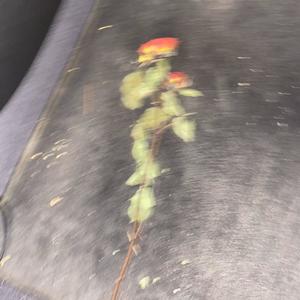 Christmas In Miami (Explicit)