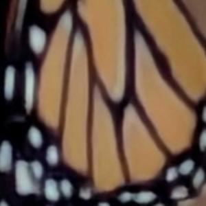 on starlight wings (do you still take flight)