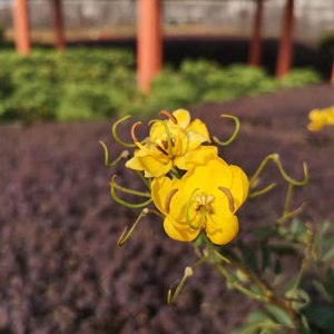 我的妈妈 (伴奏)