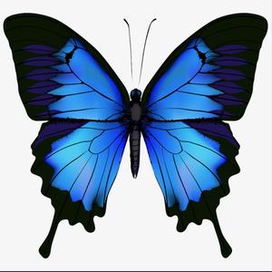 Blue Butterfly (Explicit)