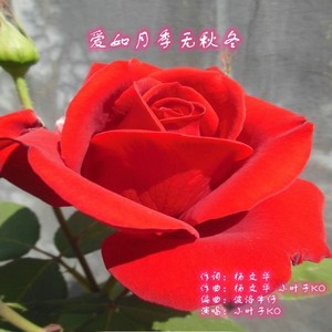 爱如月季无秋冬
