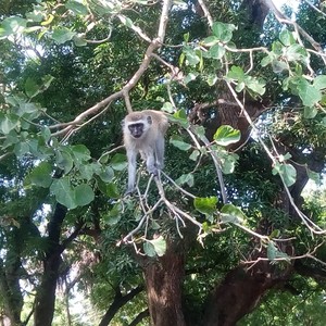 Omoka na sugarmamy(feat. norell) (Explicit)