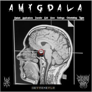 AMYGDALA (Explicit)