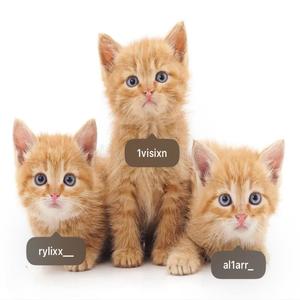 mercyy (feat. altarr) (Explicit)