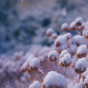 icy blossom