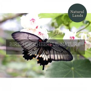 Tardy Dawn Waterfall