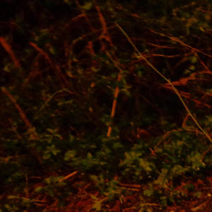 ENUFOFU (feat. AYENA SAVANT) (Explicit)