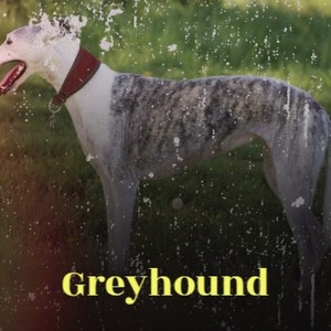 Greyhound