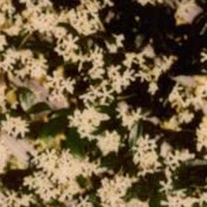 Speaking To the Meadow