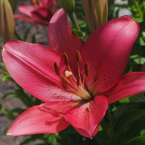 Ballad of a Solitary Ape