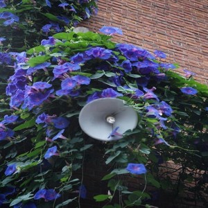 牵牛花- (DJ欧东版伴奏)