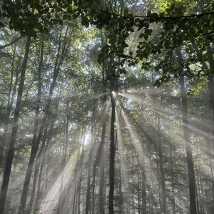 Les (Instrumental Ultra Slowed)