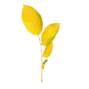 Moved Mouths (Explicit)