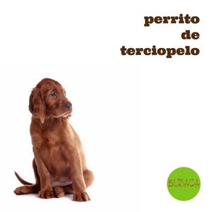 Perrito de terciopelo