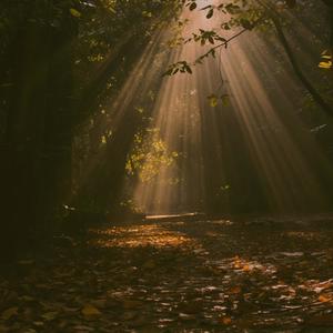 Colliding (Forest)