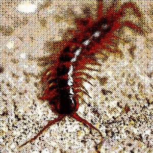 Giant Aquatic Brazilian Centipede