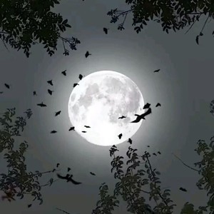 Novembro (Slowed|Explicit)