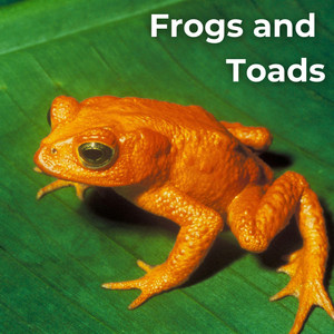 Frogs and Toads