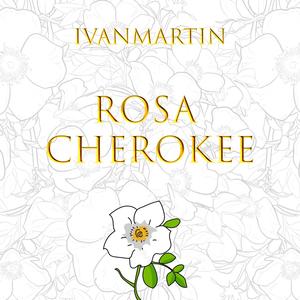 ROSA CHEROKEE (feat. ROYO)